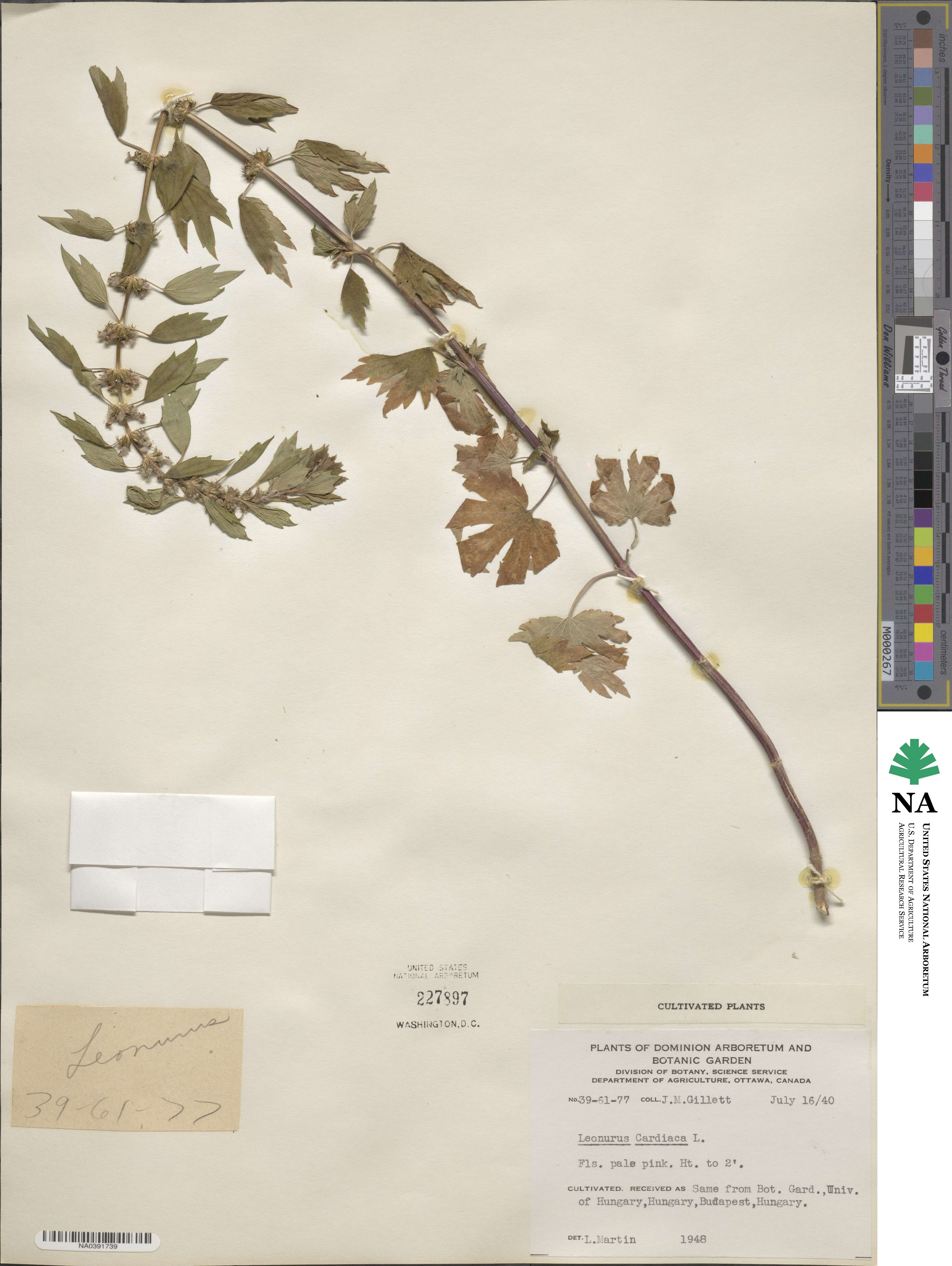 Leonurus image