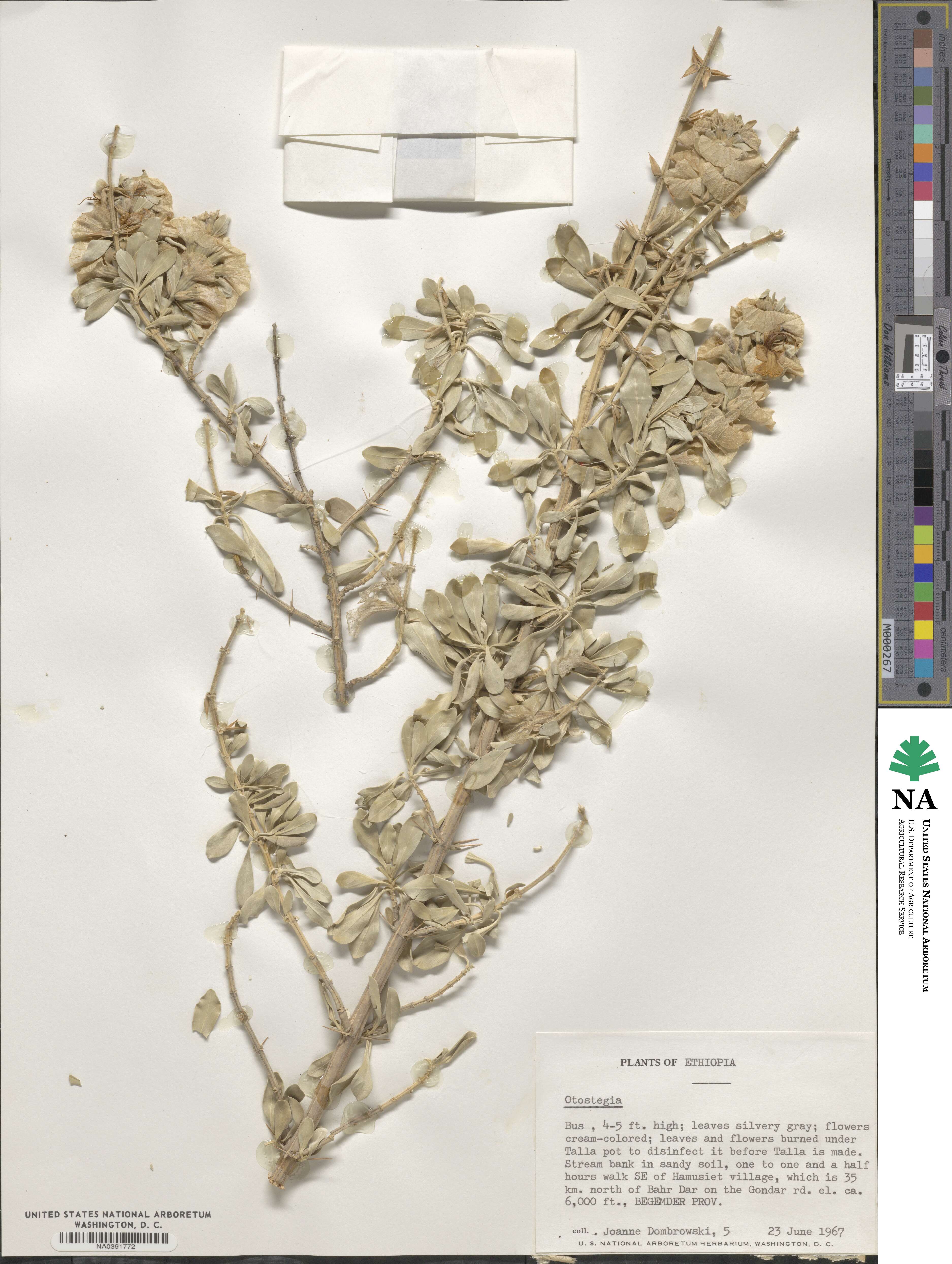 Otostegia image