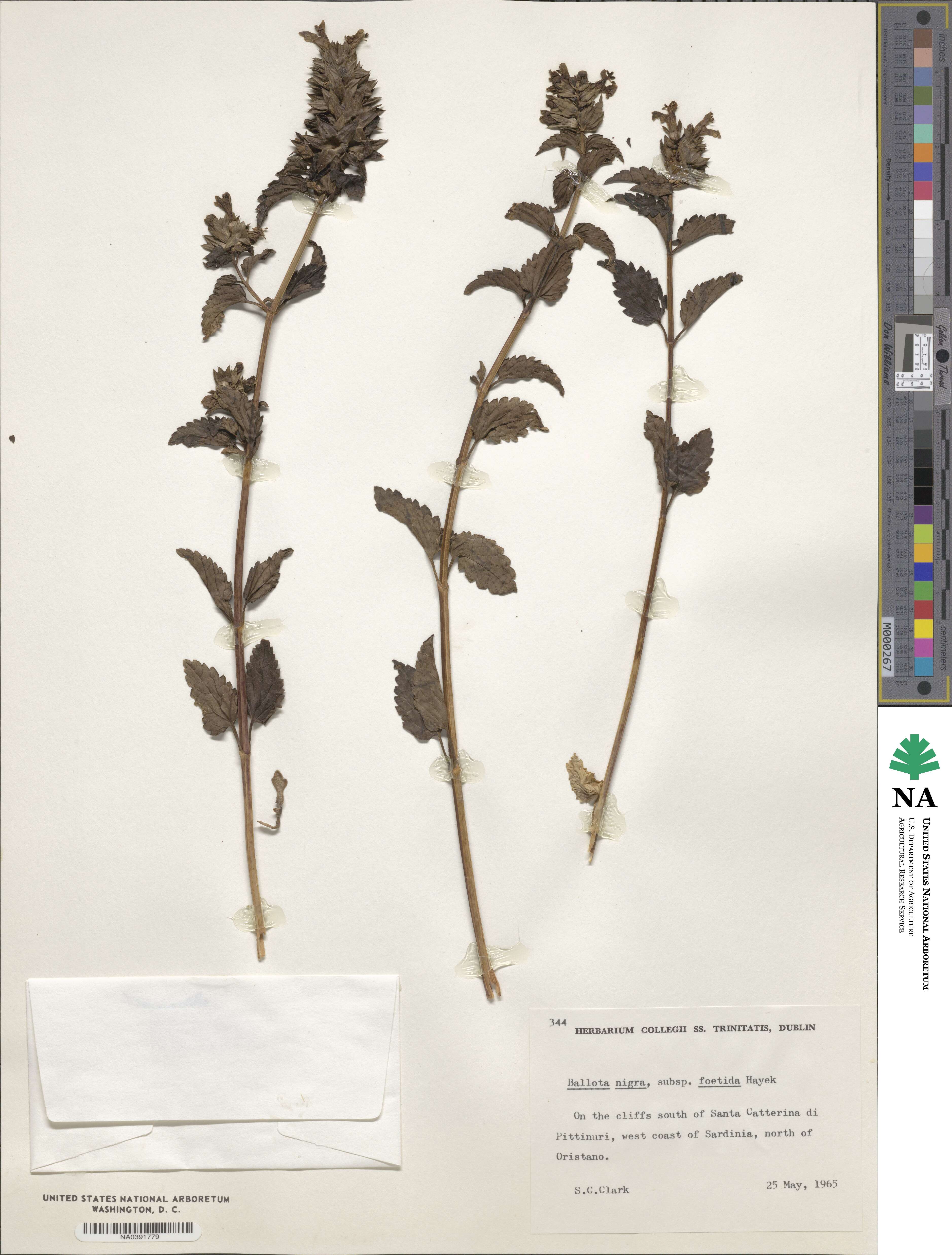 Ballota nigra subsp. foetida image