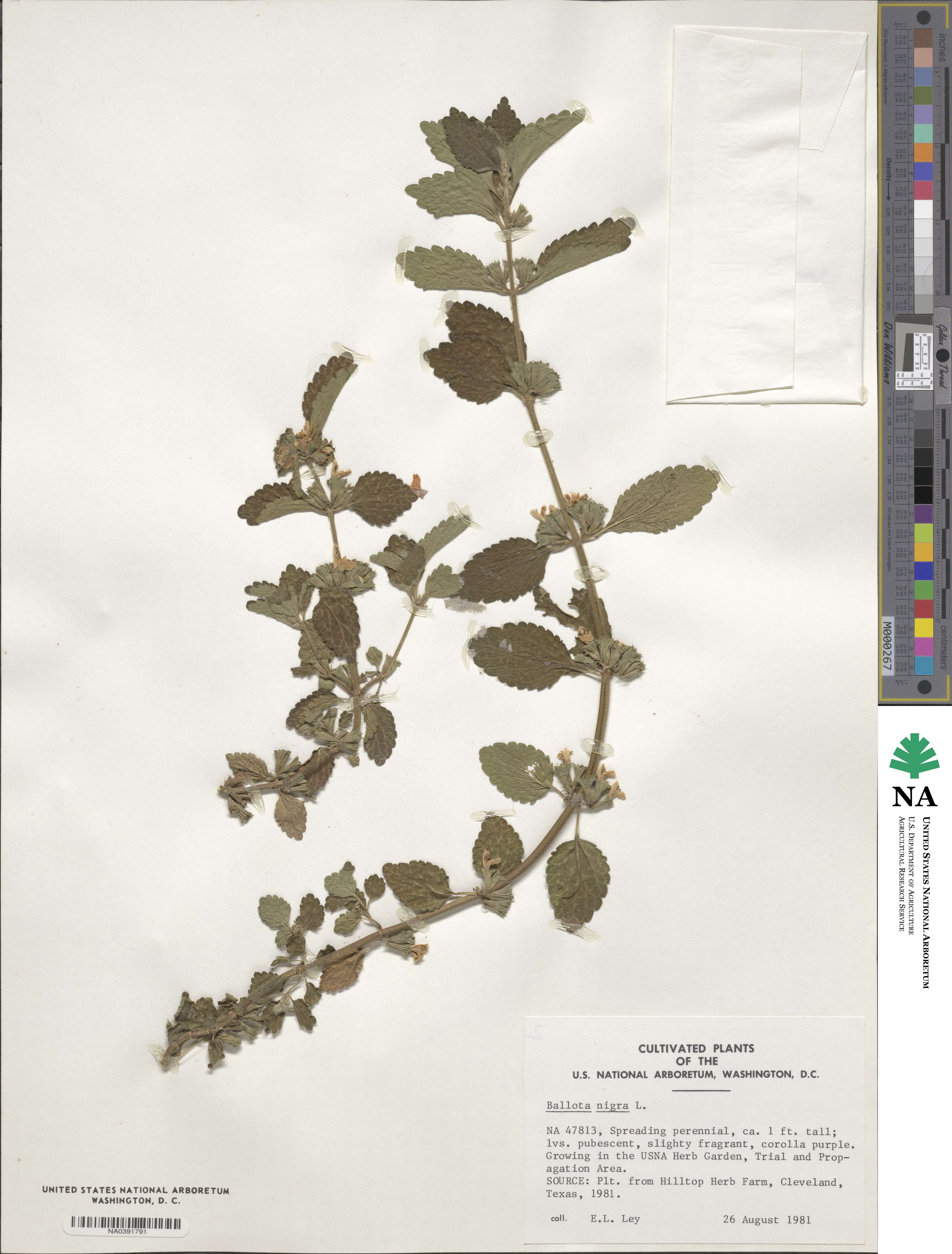 Ballota nigra image