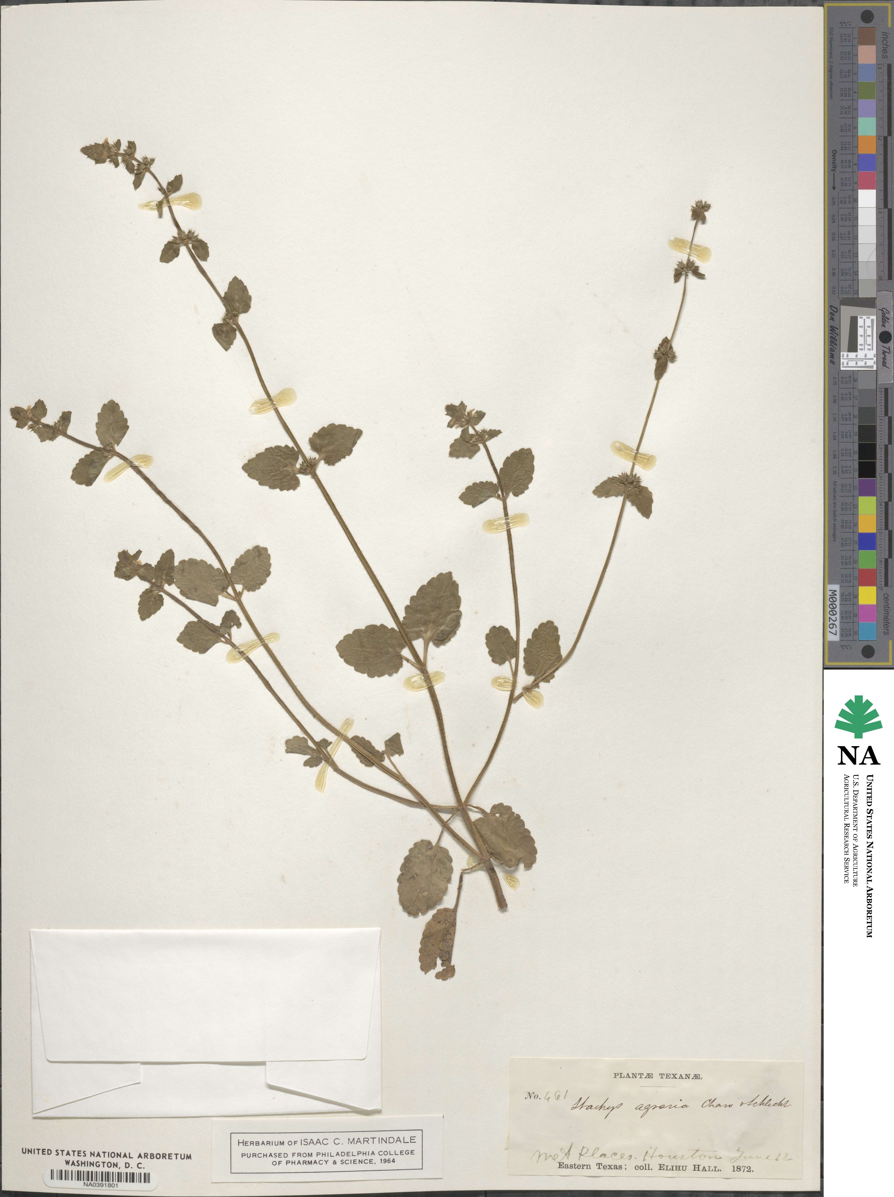 Stachys agraria image
