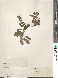 Stachys ajugoides image