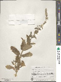 Stachys ajugoides image