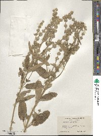 Stachys ajugoides image