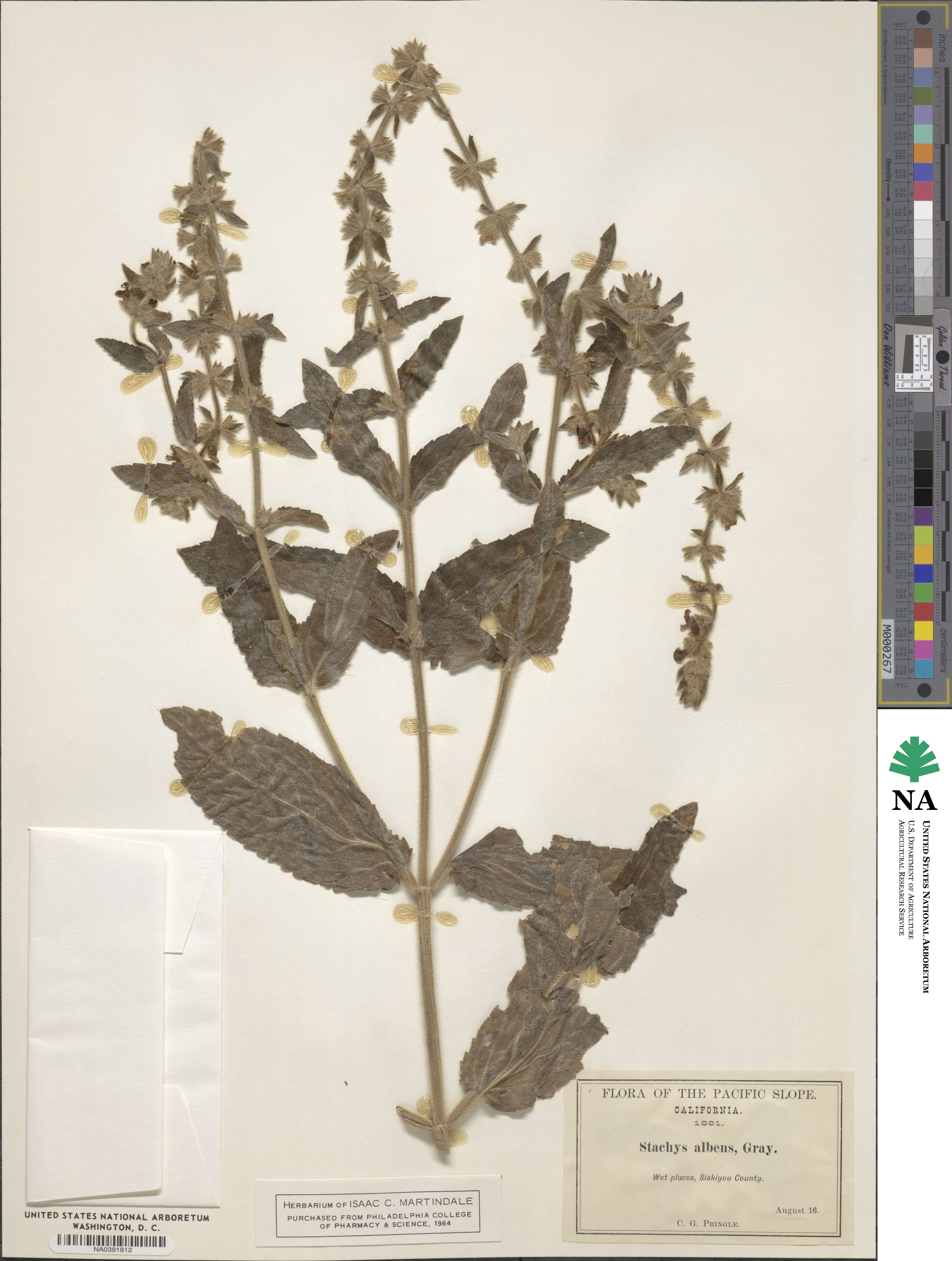 Stachys albens image