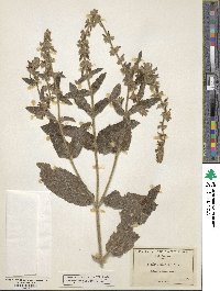 Stachys albens image