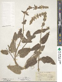 Stachys albens image