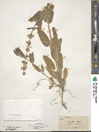 Stachys albens image