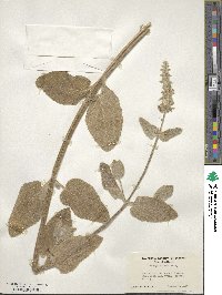 Stachys albens image