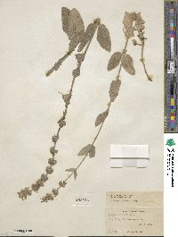 Stachys albens image