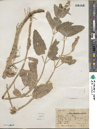 Stachys albens image