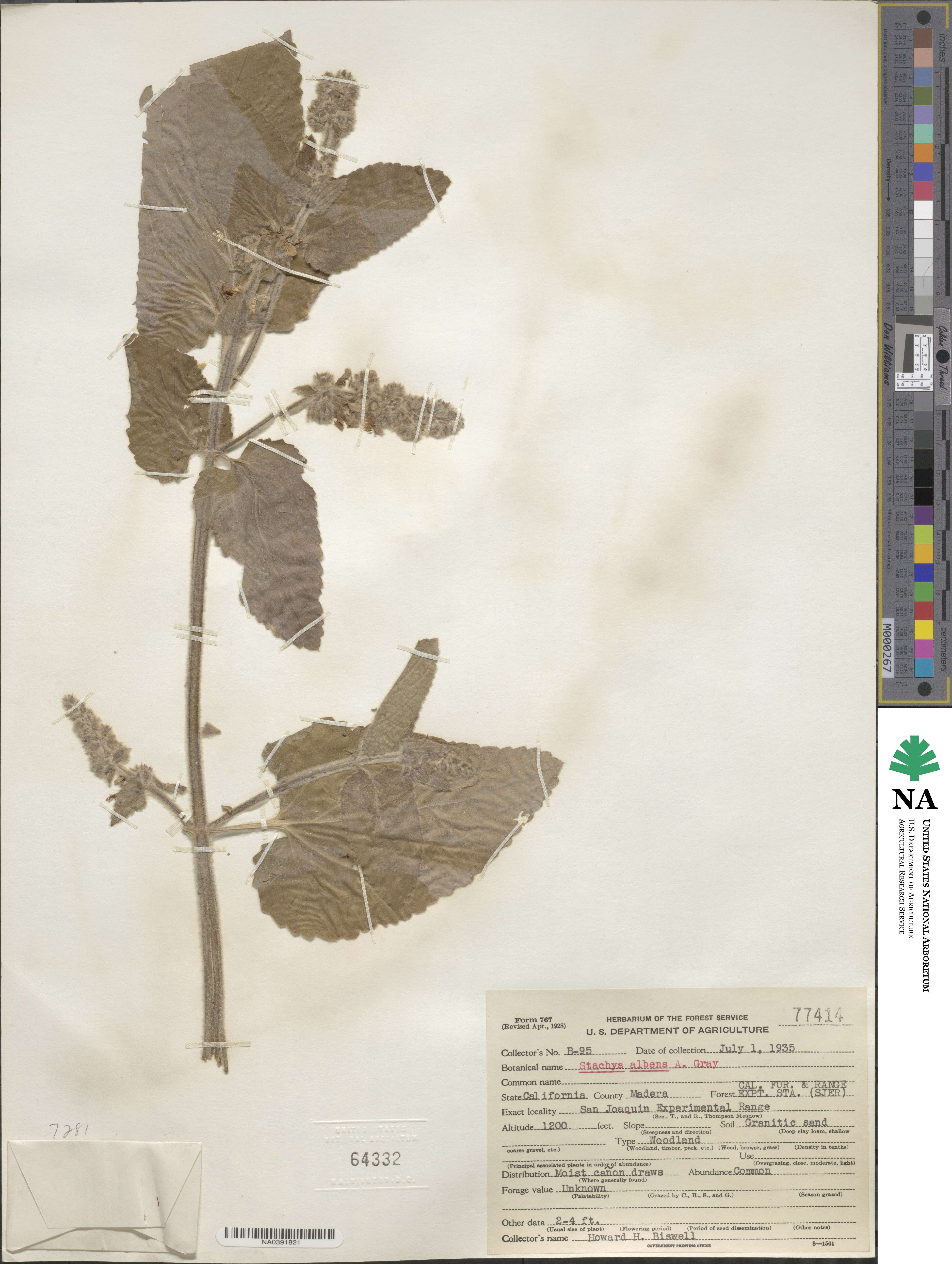 Stachys albens image