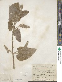 Stachys albens image