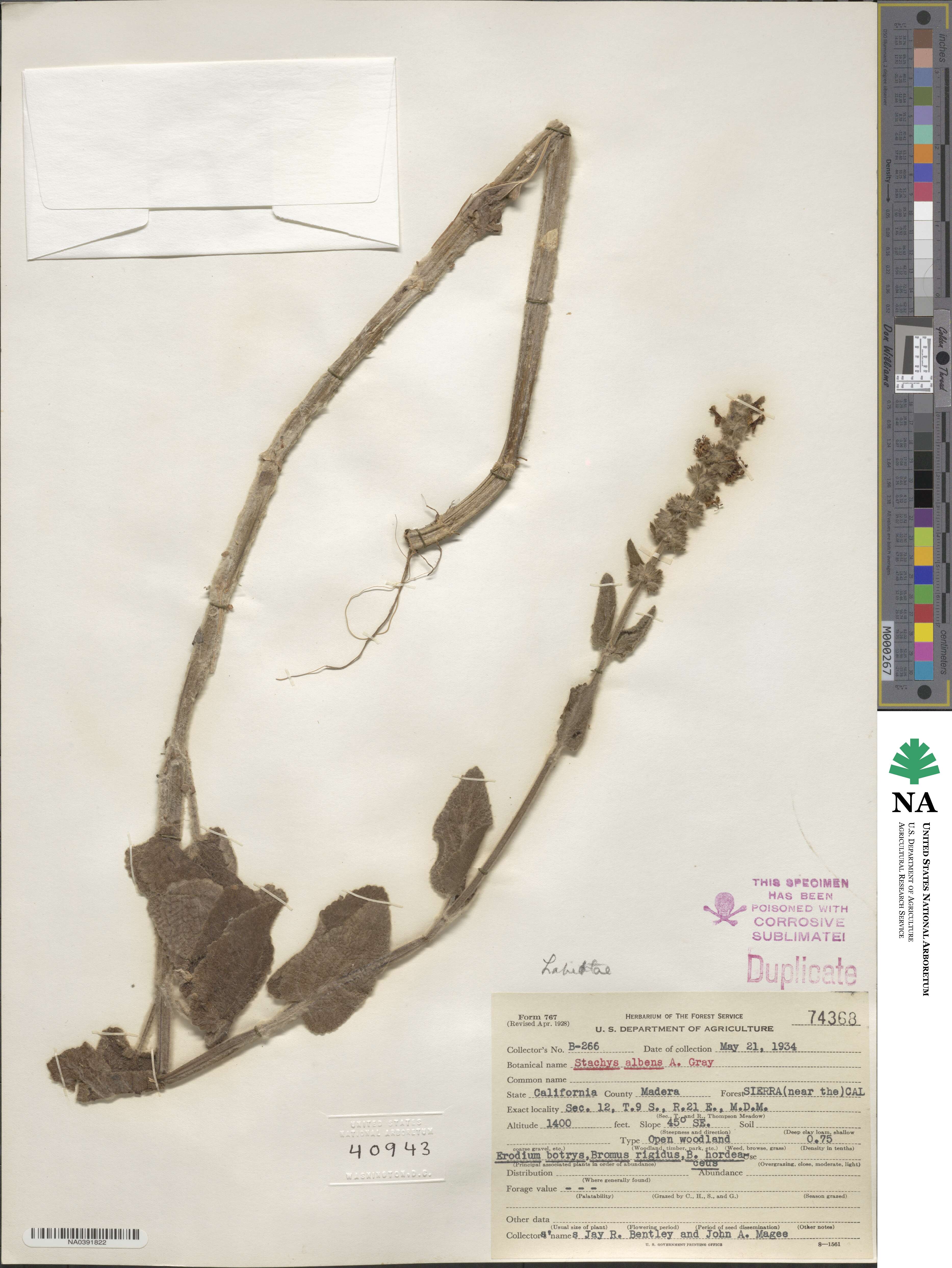 Stachys albens image