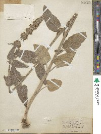 Stachys albens image