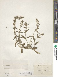 Stachys annua image