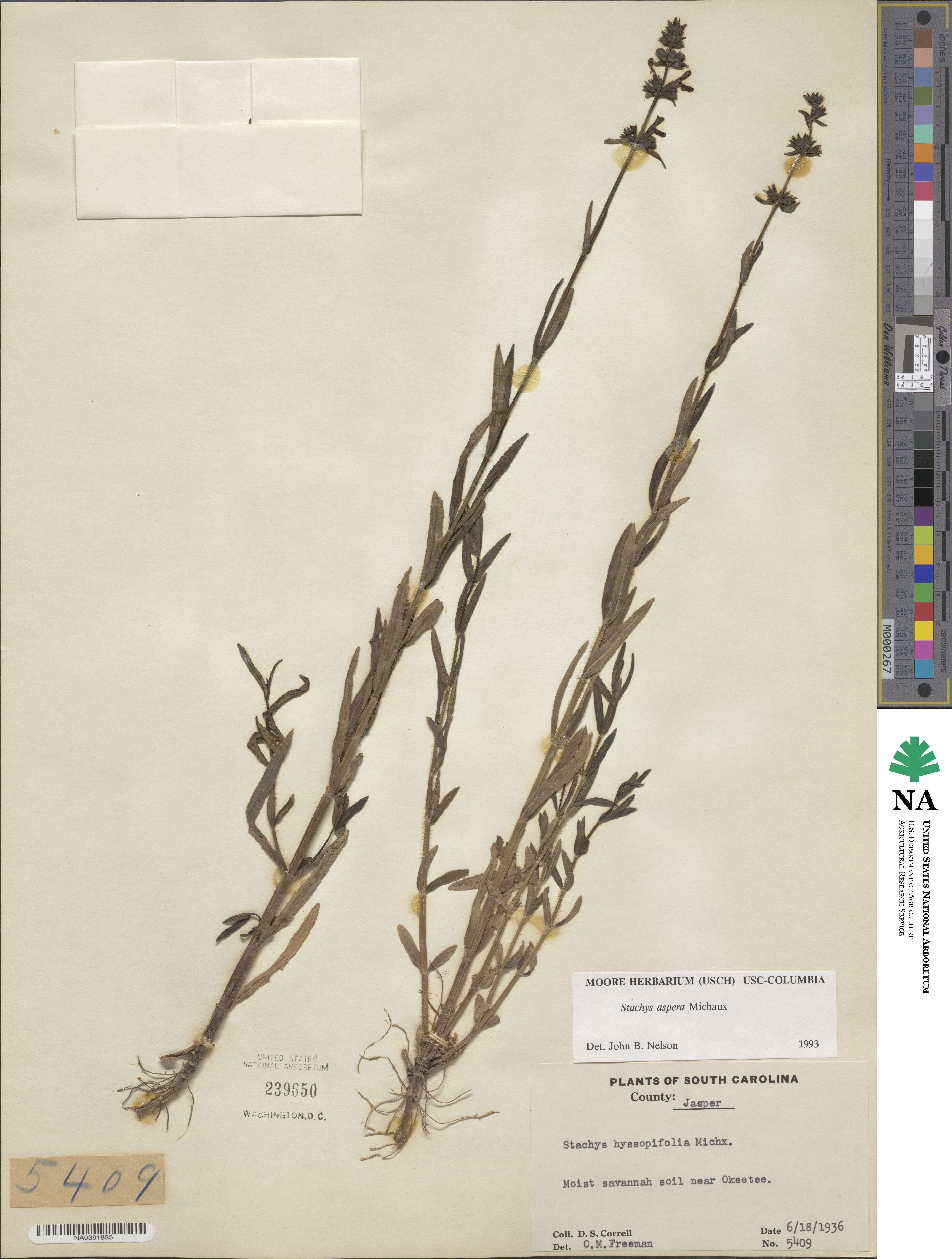 Stachys aspera image