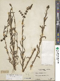 Stachys aspera image