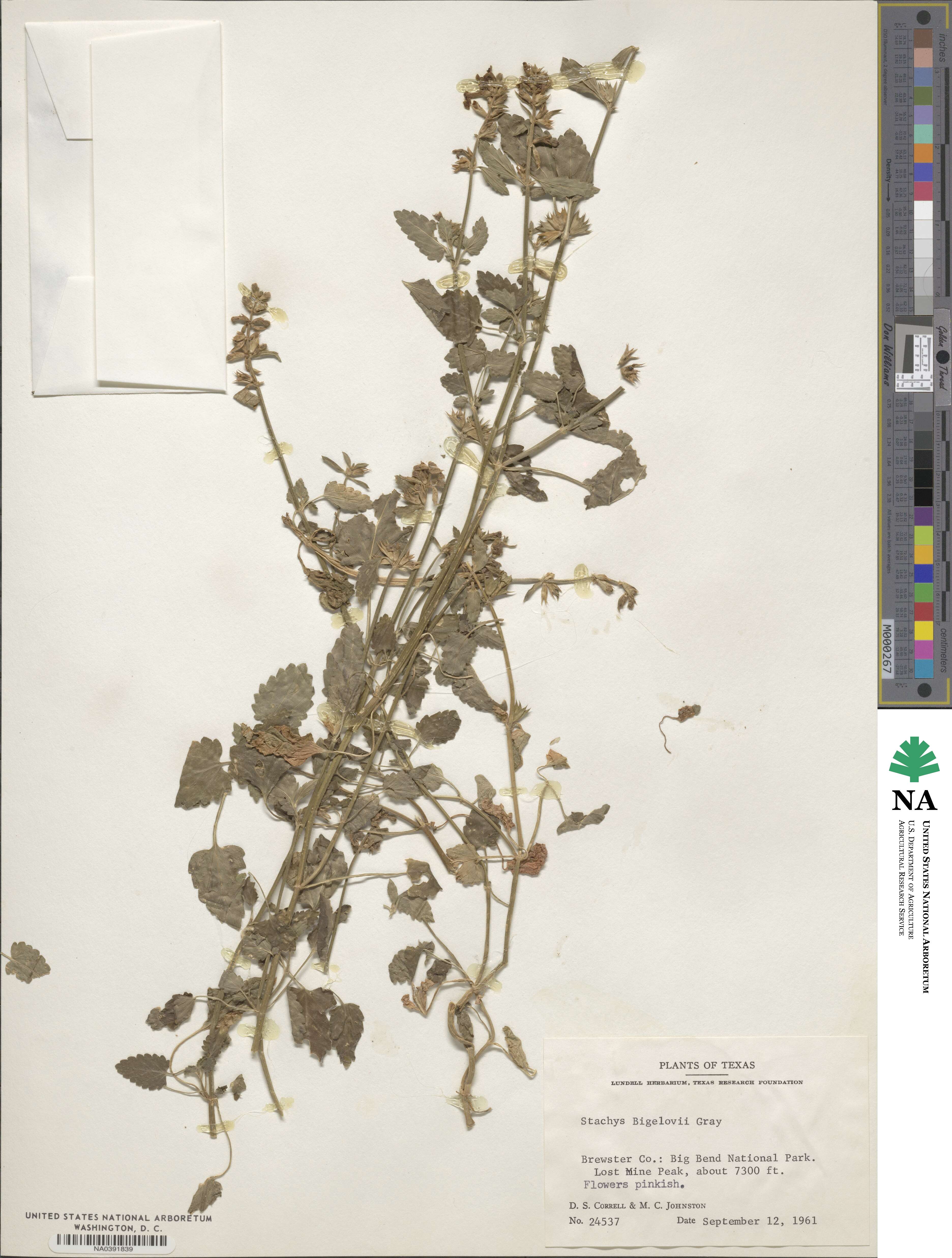 Stachys bigelovii image