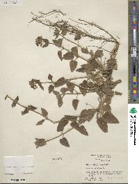 Stachys bigelovii image