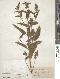 Stachys bullata image