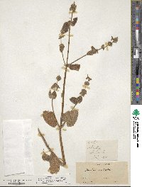 Stachys bullata image