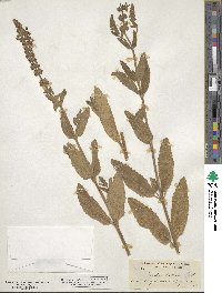 Stachys bullata image