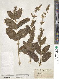 Stachys bullata image