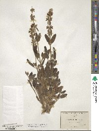 Stachys bullata image