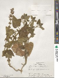 Stachys bullata image