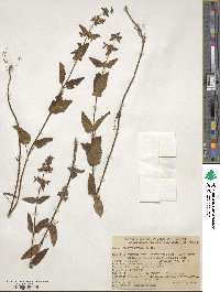 Stachys bullata image