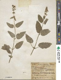 Stachys bullata image