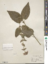 Stachys mexicana image