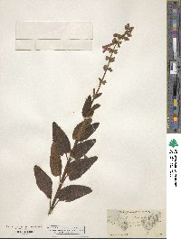 Stachys chamissonis image