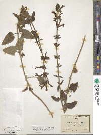 Stachys coccinea image