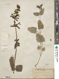 Stachys coccinea image