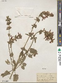 Stachys coccinea image