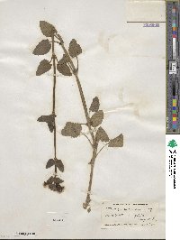 Stachys coccinea image