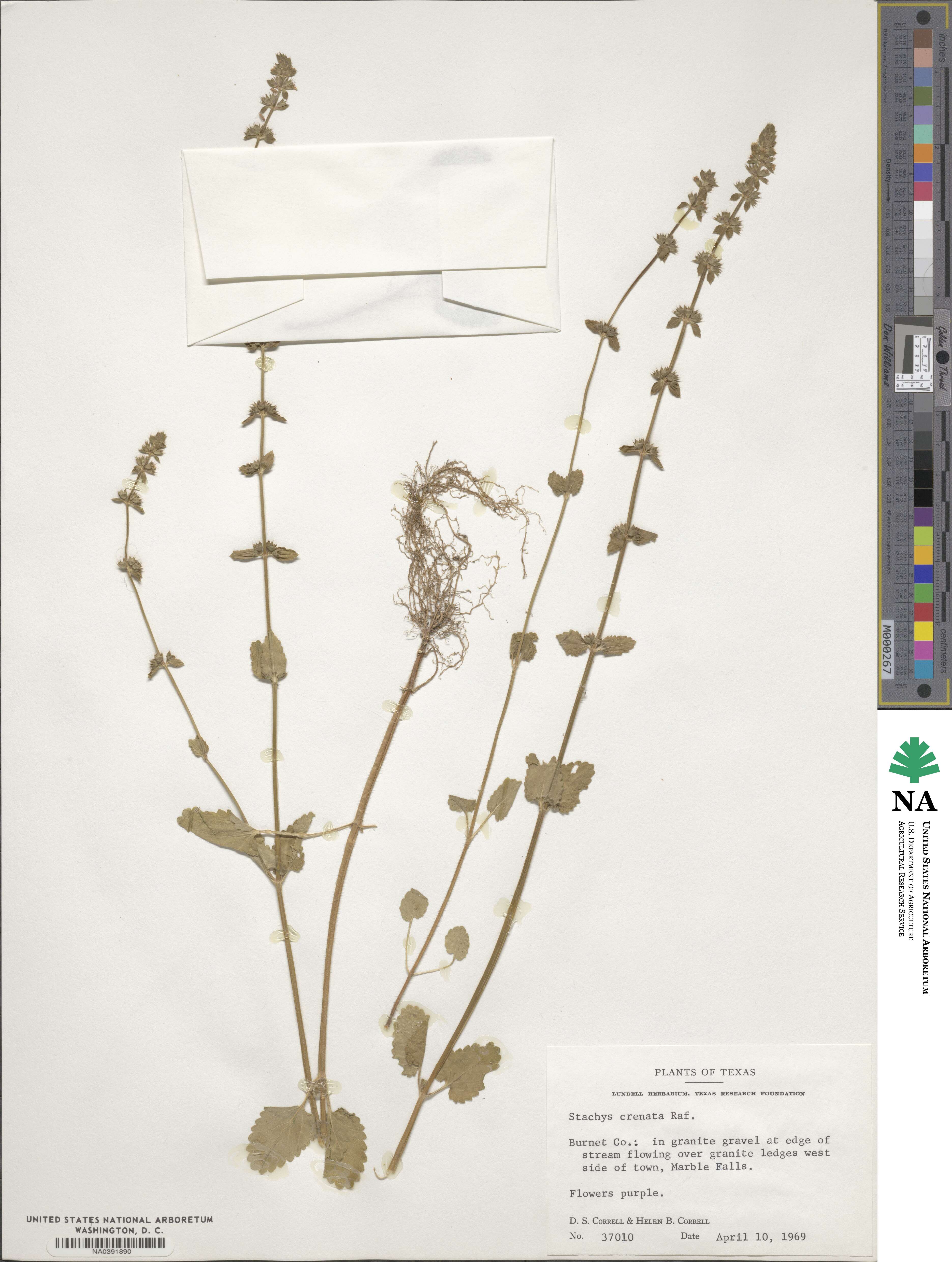 Stachys crenata image