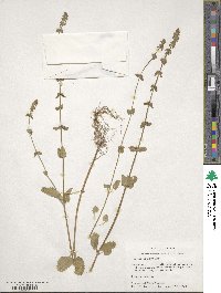 Stachys crenata image