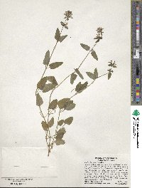 Stachys floridana image