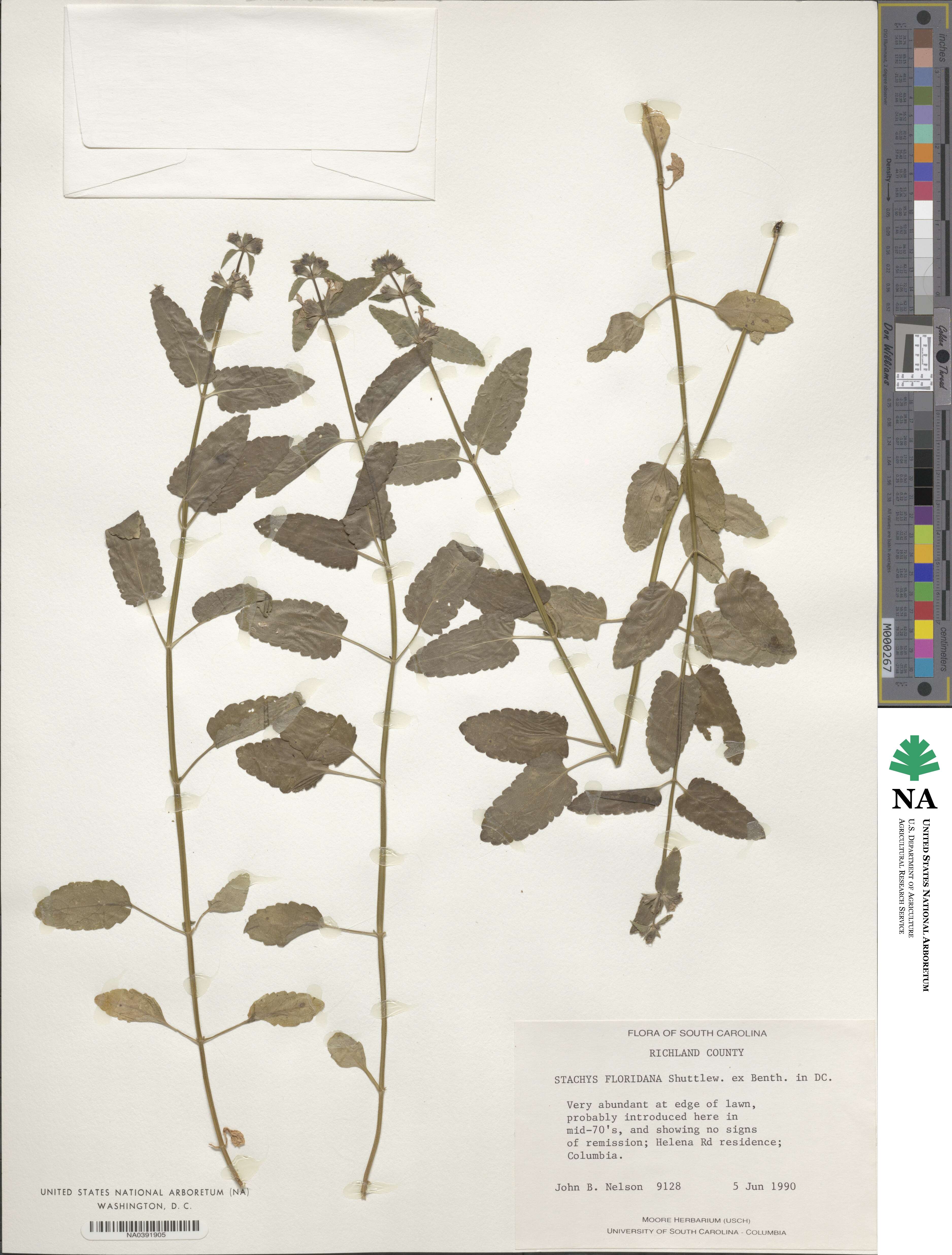 Stachys image