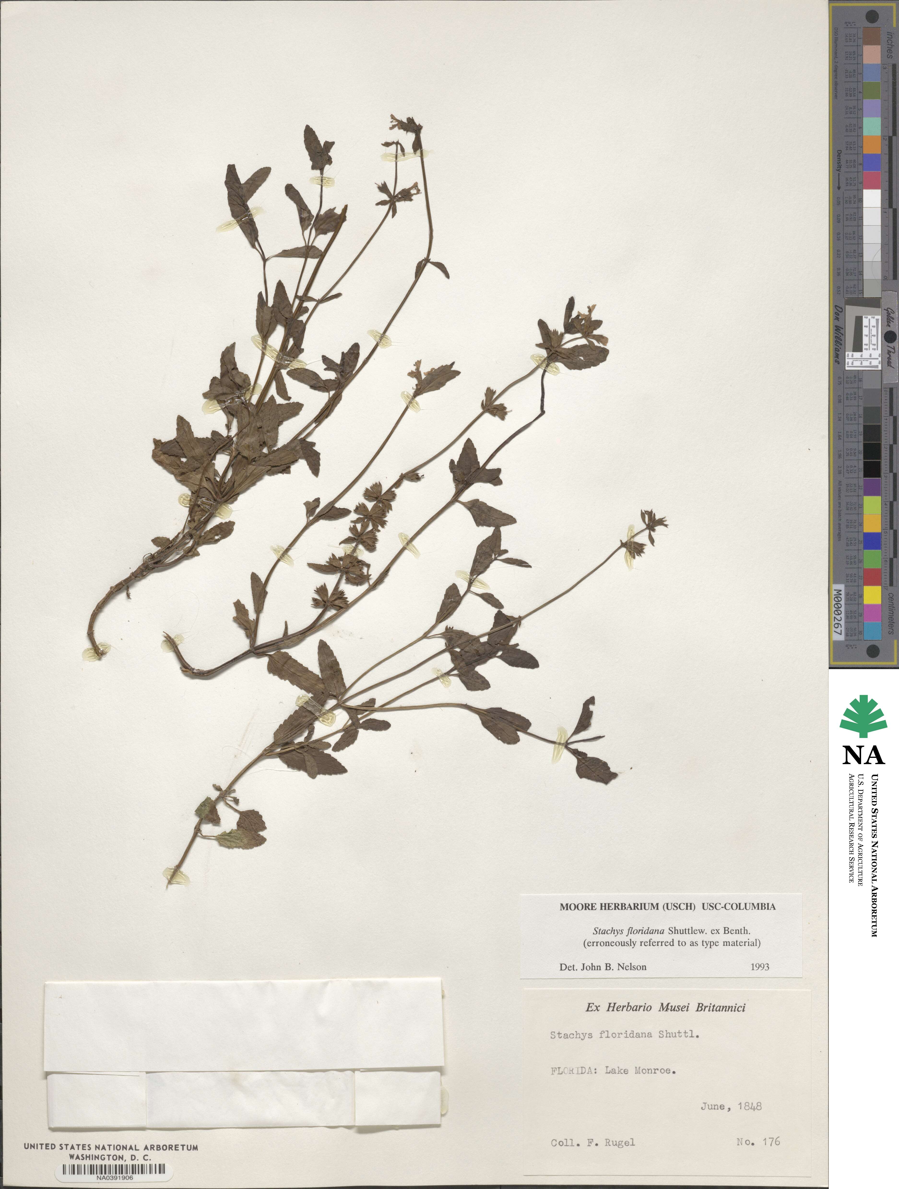 Stachys floridana image