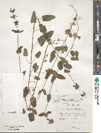 Stachys floridana image