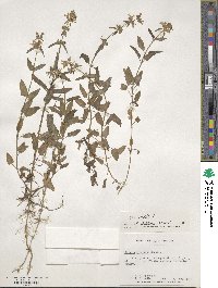 Stachys floridana image