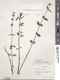 Stachys floridana image