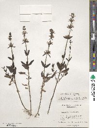 Stachys floridana image