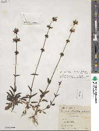 Stachys floridana image