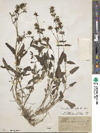 Stachys floridana image