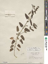 Stachys floridana image